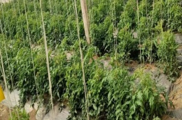 番茄開花少坐果率低怎么防治，可能是過度使用氮肥、溫度不適等原因造成