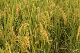 恒兩優(yōu)華占水稻栽培技術(shù)要點(diǎn)，秈型兩系雜交晚稻遲熟品種