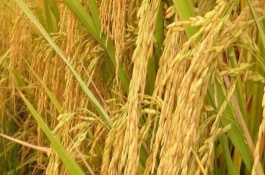 中青優(yōu)2號(hào)水稻栽培技術(shù)要點(diǎn)，每畝秧田播種量12.5公斤
