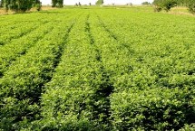甘草要經(jīng)過幾年才能收獲，凈度高的種子可以直播