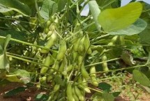 阜豆163大豆栽培技術要點，中熟夏大豆品種
