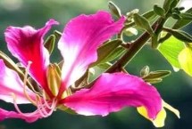 紫荊花的花語(yǔ)，寓意繁榮、壯觀、奮進(jìn)