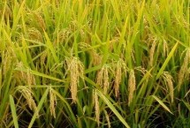 當(dāng)禾715水稻栽培技術(shù)要點(diǎn)，每畝栽插6萬穴左右