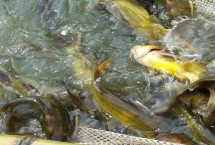 黃辣丁養(yǎng)多久才能上市，水深達(dá)到1.5-2米左右、淤泥厚度不超過20厘米