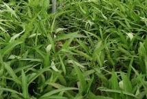 空心菜腐敗病的發(fā)生條件，播種前可用殺菌劑浸種