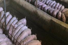 集約養(yǎng)殖業(yè)包含哪些，是指采用先進技術進行高效益養(yǎng)殖