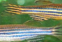 斑馬魚屬于卵生還是胎生動物，繁殖方式為產(chǎn)卵