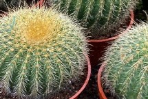 仙人球開花后是否要剪除，可切除腐爛部位、再涂抹木灰