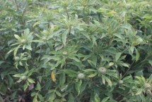 白術(shù)的育苗方式有哪些，整個(gè)生育期要中耕除草3-4次