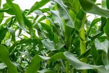 億陽339玉米栽培技術要點，注意防治病蟲害