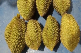 怎么催熟榴蓮，可用熟果或大米催熟等