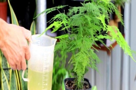 啤酒可以澆哪些植物，可以澆文竹、茶花等