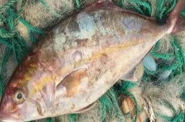 章紅魚(yú)是不是深海魚(yú)，不屬于深海魚(yú)