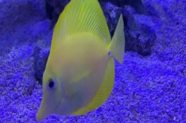 黃金鯛好不好養(yǎng)，飼養(yǎng)難度低適合新手