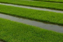 哈粳稻11號水稻栽培技術(shù)要點，香稻品種