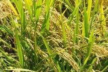 瑞優(yōu)相絲禾水稻栽培技術(shù)要點(diǎn)，全生育期140.4天