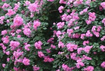 薔薇花幾月開，花朵和花期均不同
