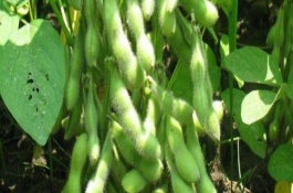 合農(nóng)71大豆栽培技術(shù)要點(diǎn)，畝種植密度