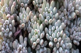 藍豆葉子萎縮原因，把它放在有散射光處養(yǎng)護