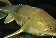 鰉魚的經(jīng)濟價值，屬于鱘科、鱘屬、達氏鰉種動物