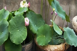 荷花需要換水嗎，將它放到光照條件比較好的地方養(yǎng)護(hù)