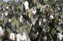 魯H424棉花栽培技術(shù)要點(diǎn)，高抗棉鈴蟲