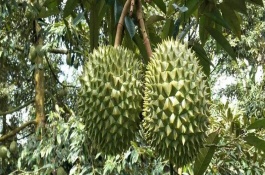 榴蓮樹的生長環(huán)境，植株較高屬于常綠喬木、葉片頂端較尖底部為圓形