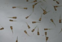 孔雀魚苗出生多久可以喂食，選擇一些容易消化的食物