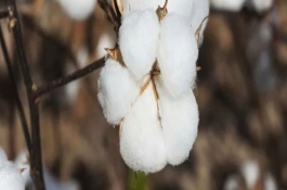 鄭育棉6號棉花栽培技術(shù)要點，生育期123天