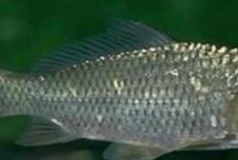 秋季釣鯽魚用什么打窩，中秋氣溫最適宜
