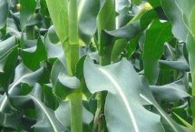 金玉2208玉米栽培技術(shù)要點，春播宜在4月上中旬播種