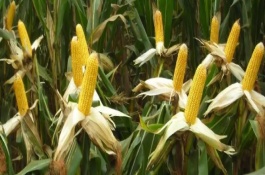 新利達355玉米栽培技術(shù)要點，中抗灰斑病