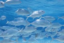 新手怎么養(yǎng)冷水魚(yú)，要選擇容易養(yǎng)活的品種