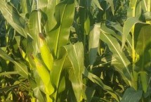 DK4136玉米栽培技術(shù)要點，密度4500株/畝左右