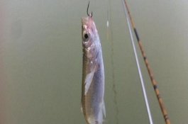 冬天還能釣白條魚嗎，可選擇自然餌或商品餌
