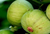 無(wú)花果什么時(shí)候結(jié)果，可扦插、壓條或分株繁殖