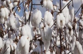新彩棉23號(hào)棉花栽培技術(shù)要點(diǎn)，生育期122天