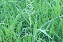 瑞兩優(yōu)088水稻栽培技術(shù)要點(diǎn)，全生育期134.1天