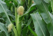 天禾2188玉米栽培技術(shù)要點，注意防治灰斑病