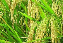 傣毫糯11號水稻栽培技術(shù)要點，中抗白葉枯病5.0級