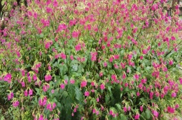 花煙草的花期，在每年的4-10月份的時(shí)候開(kāi)花
