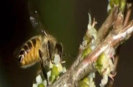 中蜂會(huì)不會(huì)采集桂花的蜜，中蜂不會(huì)采集桂花的蜜
