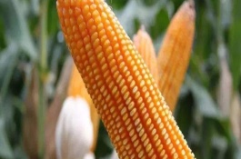 源玉7號玉米栽培技術(shù)要點(diǎn)，以防治地下害蟲危害