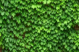 常春藤是不是攀援植物，是多年生常綠攀援灌木