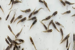 加州鱸魚是淡水魚還是海魚，放苗之前要檢測水中的微生物數(shù)量