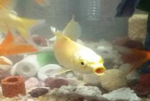 金魚沒有氧氣泵能活嗎，可能是喂食過多或水質(zhì)差等導(dǎo)致的