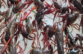 小龍蝦相關(guān)介紹，野生個體吃底棲藻類、水生昆蟲等食物