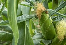 湖泉玉10號玉米栽培技術要點，并每畝加施復合肥25公斤