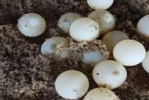 甲魚(yú)一次能產(chǎn)幾個(gè)蛋，通常為24-30個(gè)左右