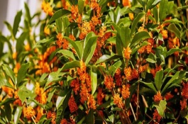桂花什么時(shí)候剪枝，開花的溫度范圍為15-28℃之間